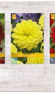 X  75 DAHLIA DECORATIEF - A I