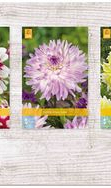 X  75 DAHLIA DECORATIEF - B I