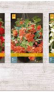 X  150 BEGONIA PENDULA 5/6