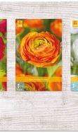 X  750 RANUNCULUS VJ 6/7