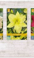 X  75 HEMEROCALLIS KLEINBLOEMIG I