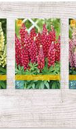 X  75 LUPINUS I