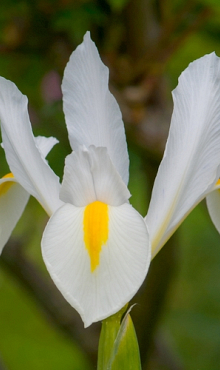 X 100 IRIS HOLLANDICA WHITE VAN VLIET 7/8