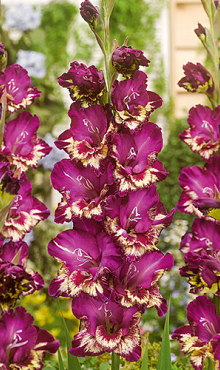 X 100 GLADIOLUS COLOUR CLUB 12/14