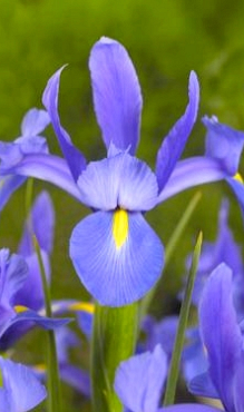 X 100 IRIS HOLLANDICA SAPPHIRE BEAUTY 7/8