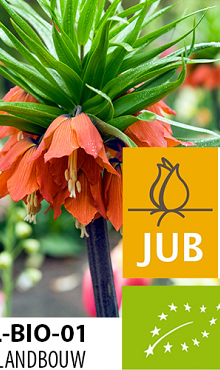 FRITILLARIA RUBRA BIOLOGISCH