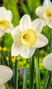 NARCISSUS FROSTY SNOW