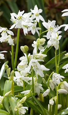 SCILLA SIBERICA ALBA