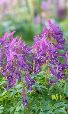 CORYDALIS CAVA