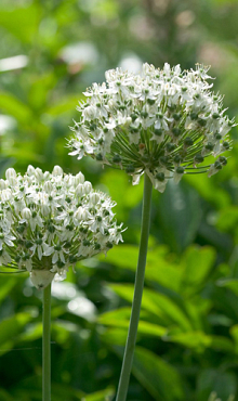 ALLIUM NIGRUM (MULTIBULBOSUM)