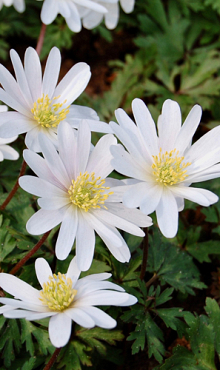 ANEMONE SPECIES BLANDA WHITE SPLENDOUR