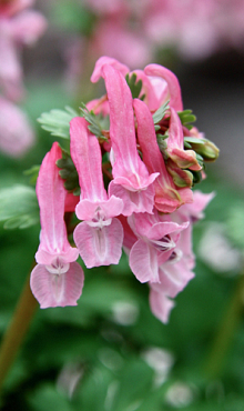 CORYDALIS BETH EVANS