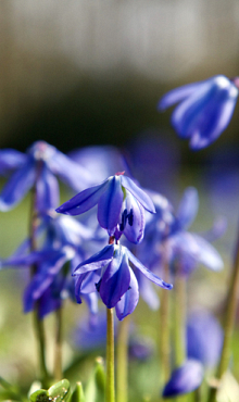 SCILLA SIBERICA