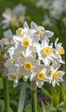 NARCISSUS AVALANCHE