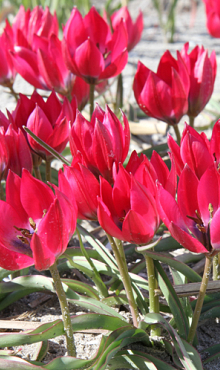 TULIPA LITTLE BEAUTY