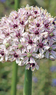 ALLIUM SILVER SPRING