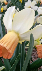 NARCISSUS CARICE