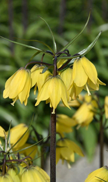 FRITILLARIA HELENA