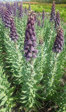 FRITILLARIA PERSICA PURPLE FAVORITE