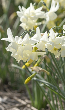NARCISSUS STARLIGHT SENSATION
