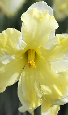 NARCISSUS BELCANTO