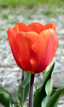 TULIPA CADANS