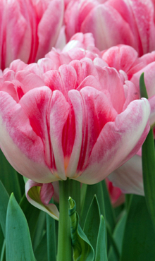 TULIPA FOXTROT