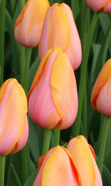 TULIPA DORDOGNE