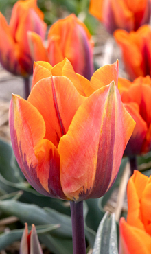 TULIPA PRINSES IRENE