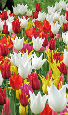 TULIPA LELIEBLOEMIG MIX