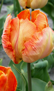 TULIPA PARROT KING