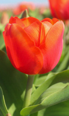 TULIPA ORANGE SHERPA