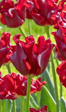 TULIPA RED DRESS