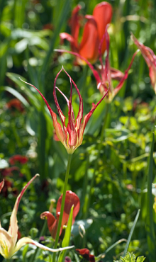 TULIPA ACUMINATA