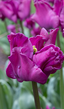 TULIPA CROWN OF NEGRITA