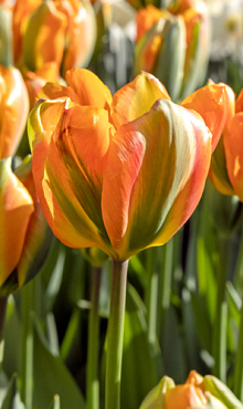 TULIPA ORANGE MARMELADE