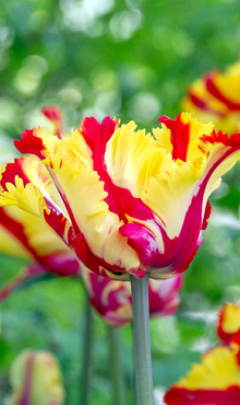 TULIPA TEXAS FLAME