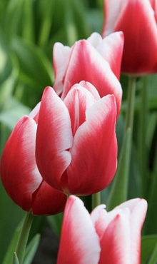 TULIPA UNIVERSUM