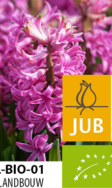 HYACINTHUS PINK PEARL BIOLOGISCH