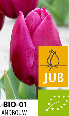 TULIPA PURPLE PRINCE BIOLOGISCH