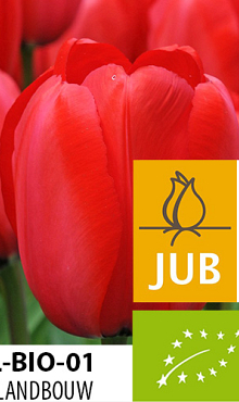 TULIPA RED IMPRESSION BIOLOGISCH