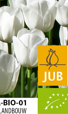 TULIPA ROYAL VIRGIN BIOLOGISCH