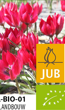 TULIPA LITTLE BEAUTY BIOLOGISCH