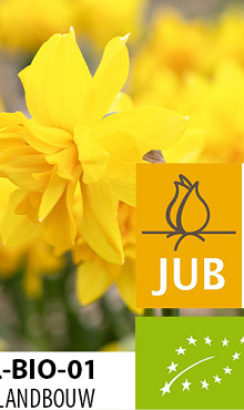 NARCISSUS TETE ROSETTE BIOLOGISCH
