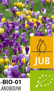CROCUSMENGSEL MAASTRICHT BIOLOGISCH