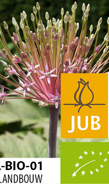 ALLIUM SCHUBERTII BIOLOGISCH