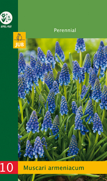 X 10 MUSCARI ARMENIACUM 6/7