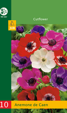 X 10 ANEMONE DE CAEN 4/5