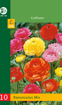 X 10 RANUNCULUS MIX  4/5