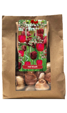 X 1 TAS 25 COLOUR YOUR GARDEN RED BLUSH I